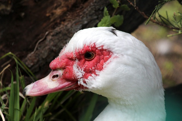 赛季欧冠半 赛季欧冠半