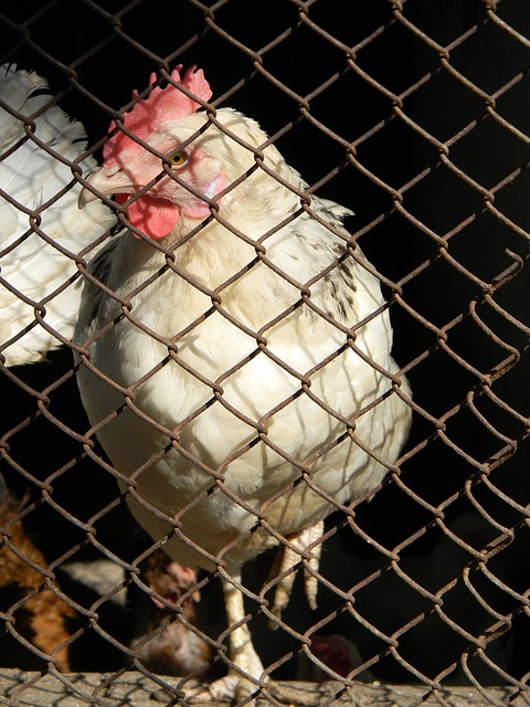 中超-纳萨里奥传射建功 河南2-0送蓉城3轮不胜.